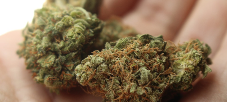 The Benefits of Consuming Cannabis for Health