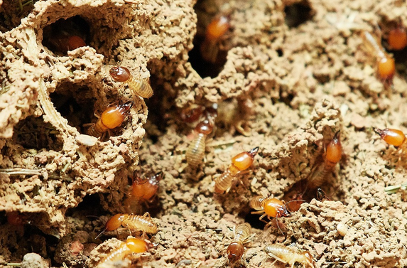Warning Signs of a Termite Infestation: A Homeowner’s Guide